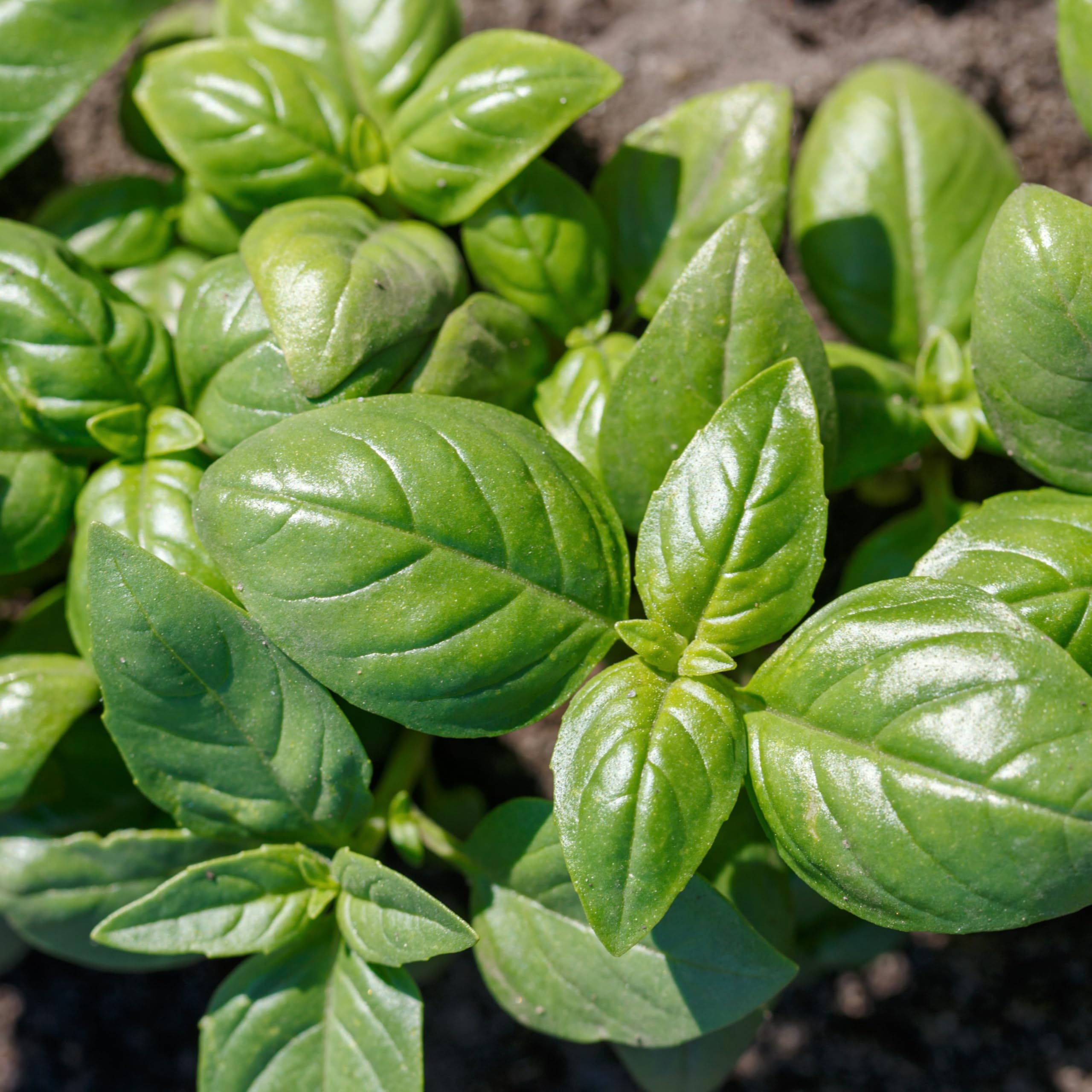 PREMIER SEEDS DIRECT - HERB - Basil Seeds - GENOVESE - 2000 Finest Seeds (Organic)