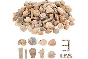 Soulchen Fossil Sorting Kit 3 Lbs Fossil Collection Sorting Activity Kit with Guidebook 9 Different Varieties