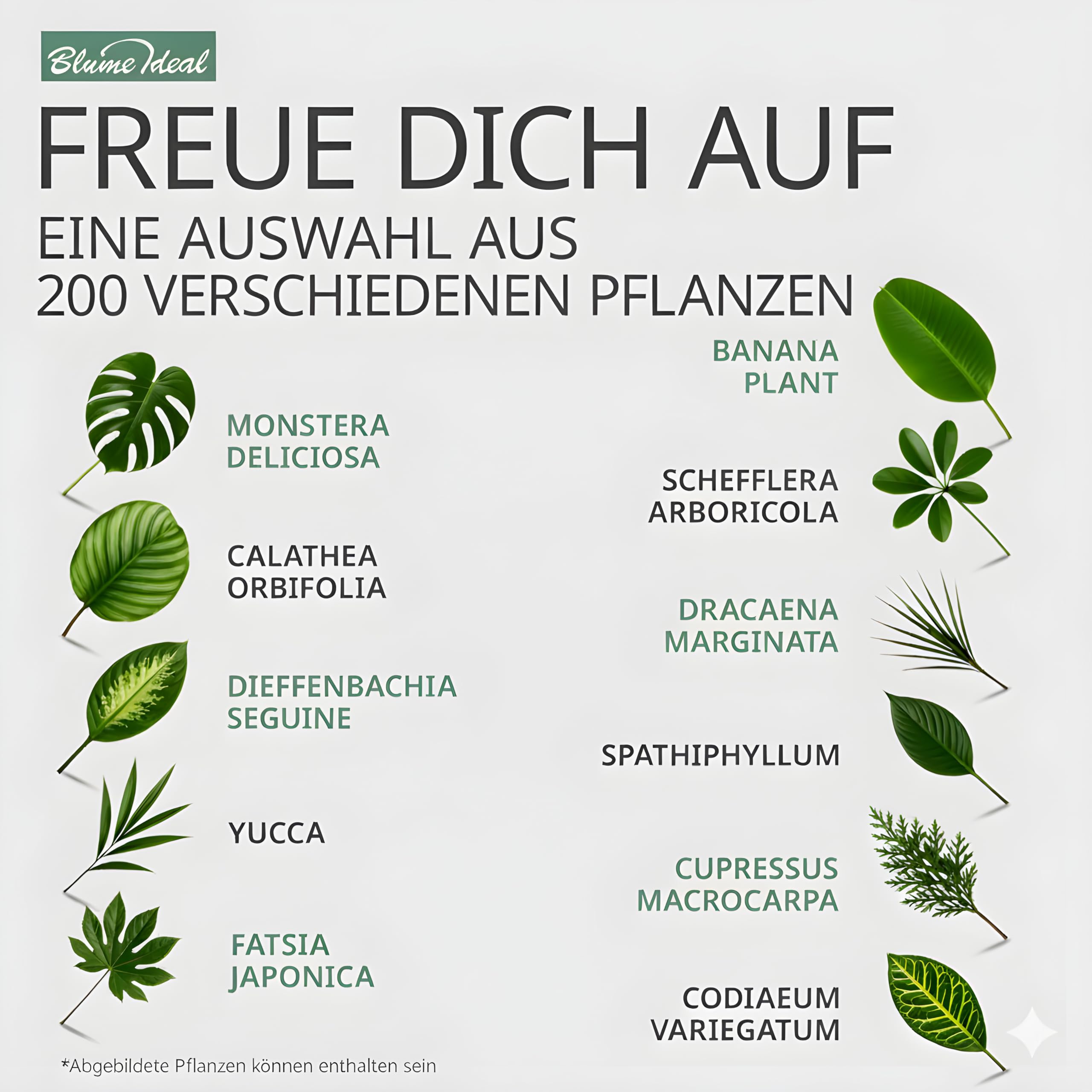 Pflanzenüberraschung | 8er-Set | ca. 30-70 cm | Ø 12-15 cm Topf | Zimmerpflanzen für Wohnung und Büro | Qualität vom Pflanzen Profi | Geniale Raumbegrünung 2