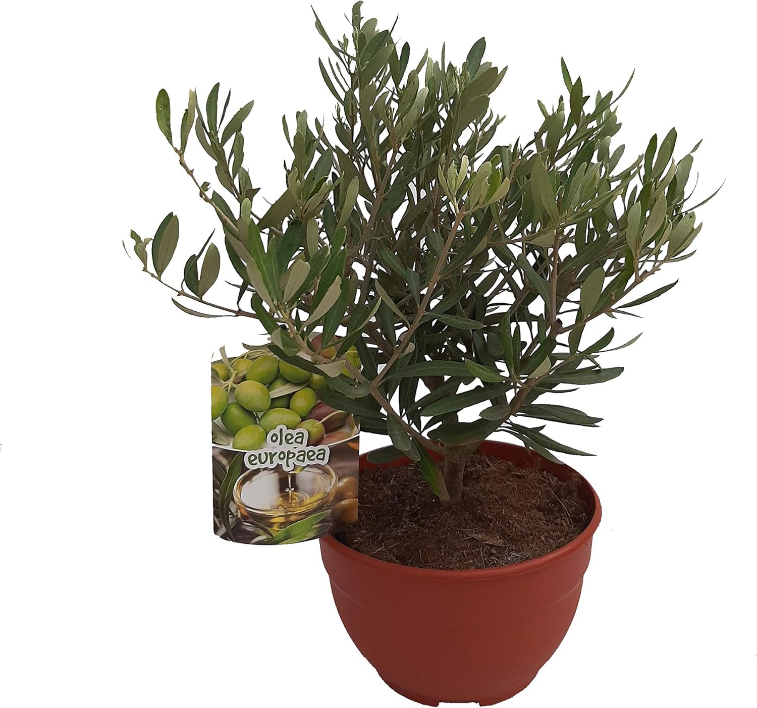 PePePlant - Olivo JUNIOR (olea europea) Árbol frutal. Perfecto ...