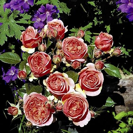 lichtnelke - Nostalgie Rose CHIPPENDALE Starker Duft / Apricot 2L