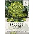 Seed Needs Broccoli Seeds for Planting Romanesco Broccoli Crops - Heirloom Non-GMO & Untreated Veggie Seed to Plant & Grow an Outdoor Home Grown Vegetable Garden (1 Pack)