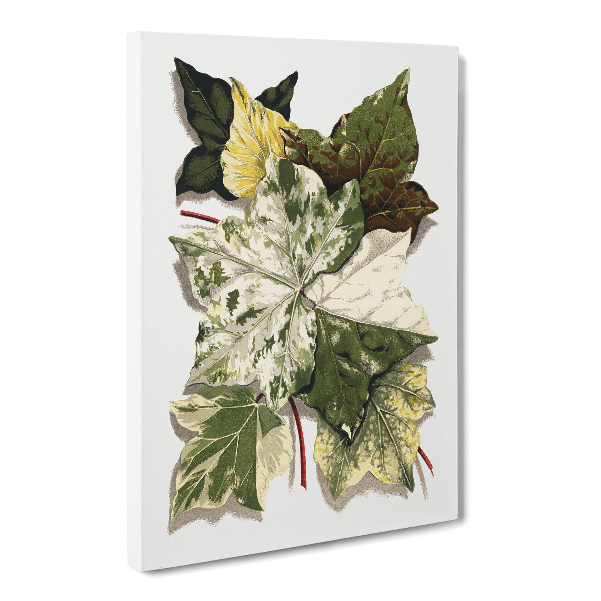 Selection Of Ivy Leaves By Shirley Hibberd Canvas Print | Gallery Wrapped 30mm Frame Wall Art | 20x14 inches | Ready to Hang | Retro Floral Picture | Living Room Bedroom Lounge Office