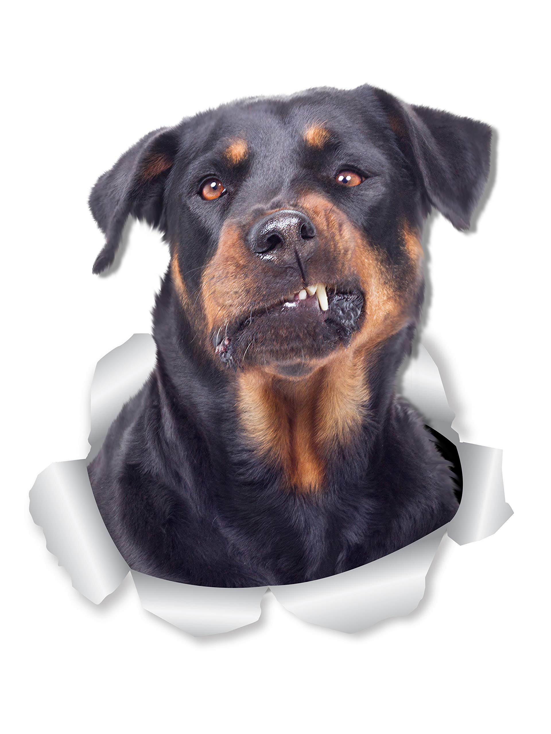 Winston & Bear Funny Rottweiler Dog Wall Decals - 2 Pack – Rottie 3D Sticker Decals for Walls, Cars, Toilet and More - Retail Packaged Rottweiler Gifts