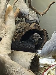 12+ Fertile button quail eggs variety of color