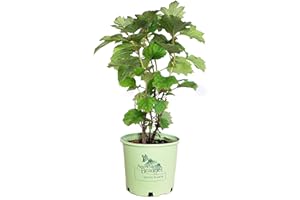 Green Promise Farms Hydrangea que. `Alice` (Oakleaf) Shrub, 3 Gallon, white flower