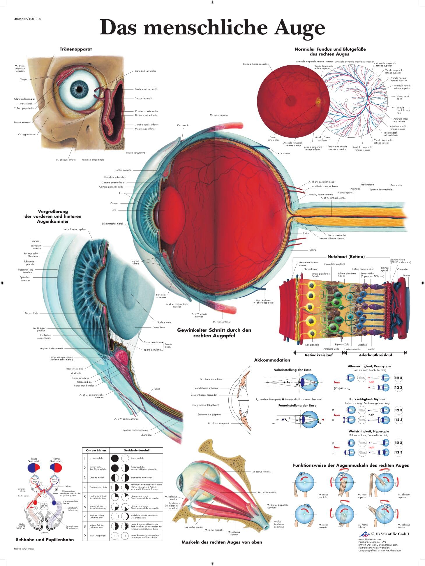 3B Scientific Anatomical Chart 'Das Menschliche Auge' ('The Human Eye') [German Language)