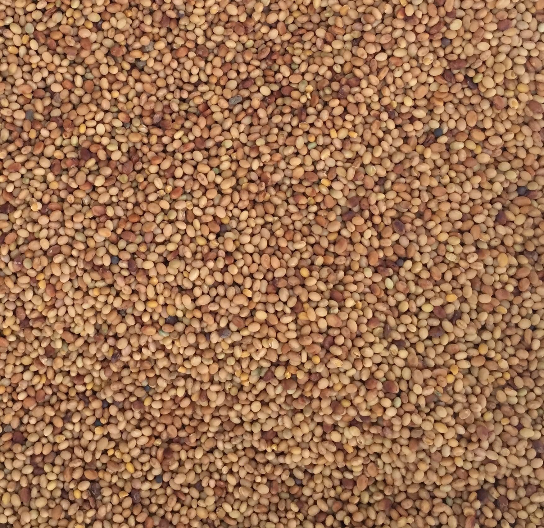 Red Clover Seed 1kg Green Manure CSH