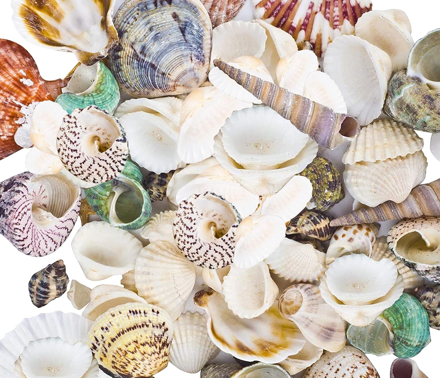 Vase Fillers - 80~85pcs Sea Shells Mixed Beach Seashells for Beach Theme Party Wedding Decorations DIY Crafts Candle Making Fish Tank Vase Fillers Home Decorations Supplies
