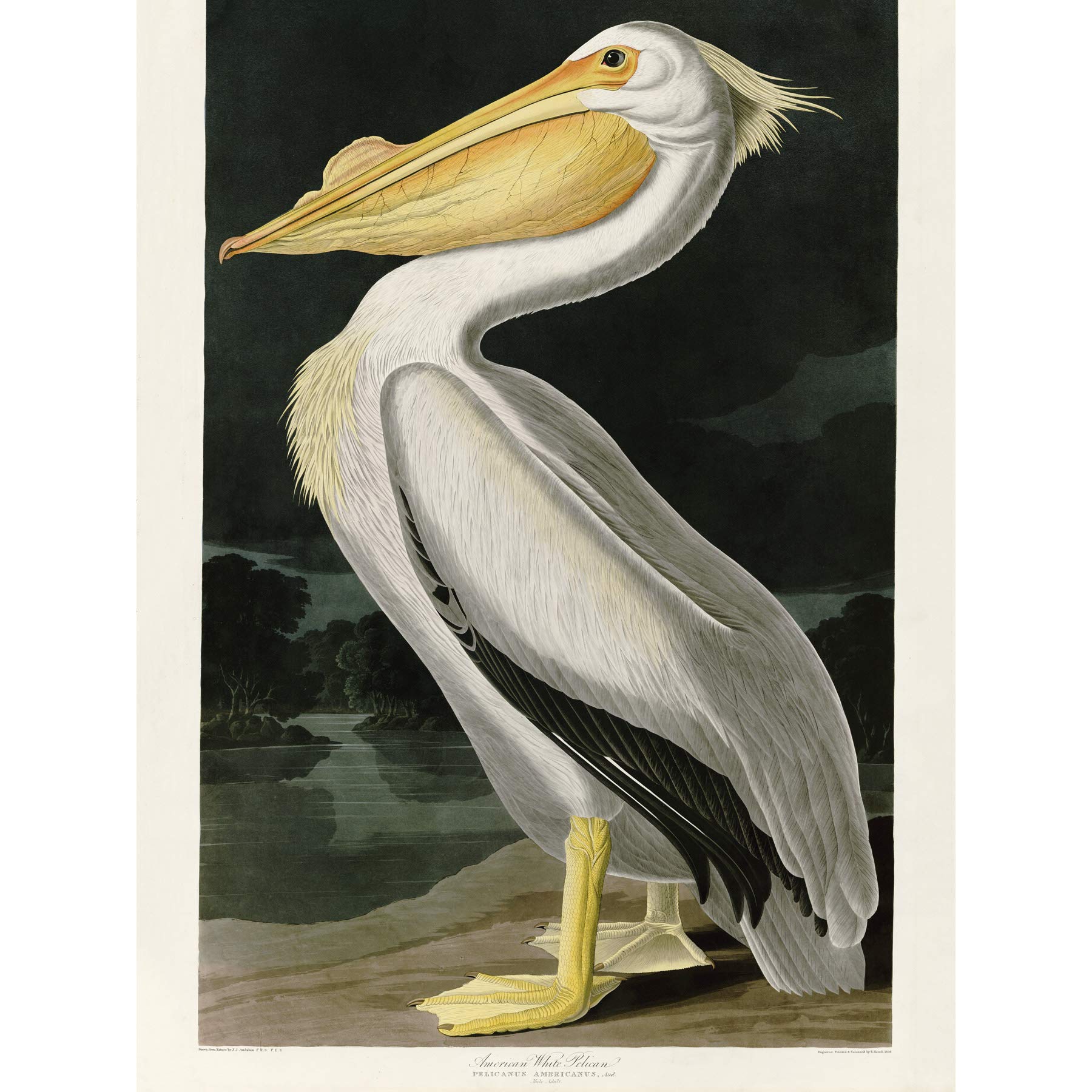Artery8 Audubon Birds White Pelican Painting Large Wall Art Poster Print Thick Paper 18X24 Inch