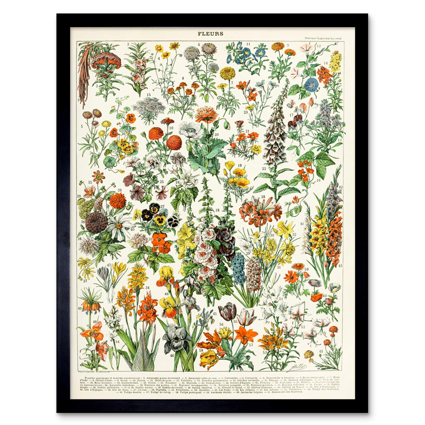 Artery8 Millot Encyclopedia Page Flowers Plants Art Print Framed Poster Wall Decor 12x16 inch — image 1