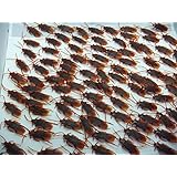 ドッキリ・びっくり・パティーグッツ、リアル！ゴキブリ軍団、迫力の100匹セット