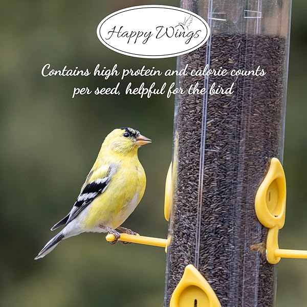 HAPPY WINGS NYJER THISTLE SEEDS FOR WILD BIRDS 15 LBS NO GROW PREMIUM BIRD SEED ATTRACTS FINCHES, GOLDFINCHES, IDEAL FOR YEAR-ROUND FEEDING HIGH IN PROTEIN AND ENERGY.