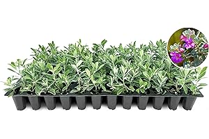 FLORIDA FOLIAGE Texas Sage | 10 Live Plants | Leucophyllum frutescens | Drought-Tolerant Shrub for Landscaping | Hardy Evergreen with Silver Foliage and Purple Blooms
