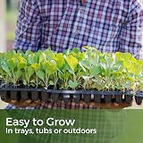 Garden Lawncare Guy Tortoise Grass Seed and Forage Mix 100g - Fast Growing view 5