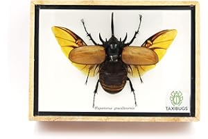 Real 5 Horned Gracilicornis Beetle Insect Taxidermy in Box