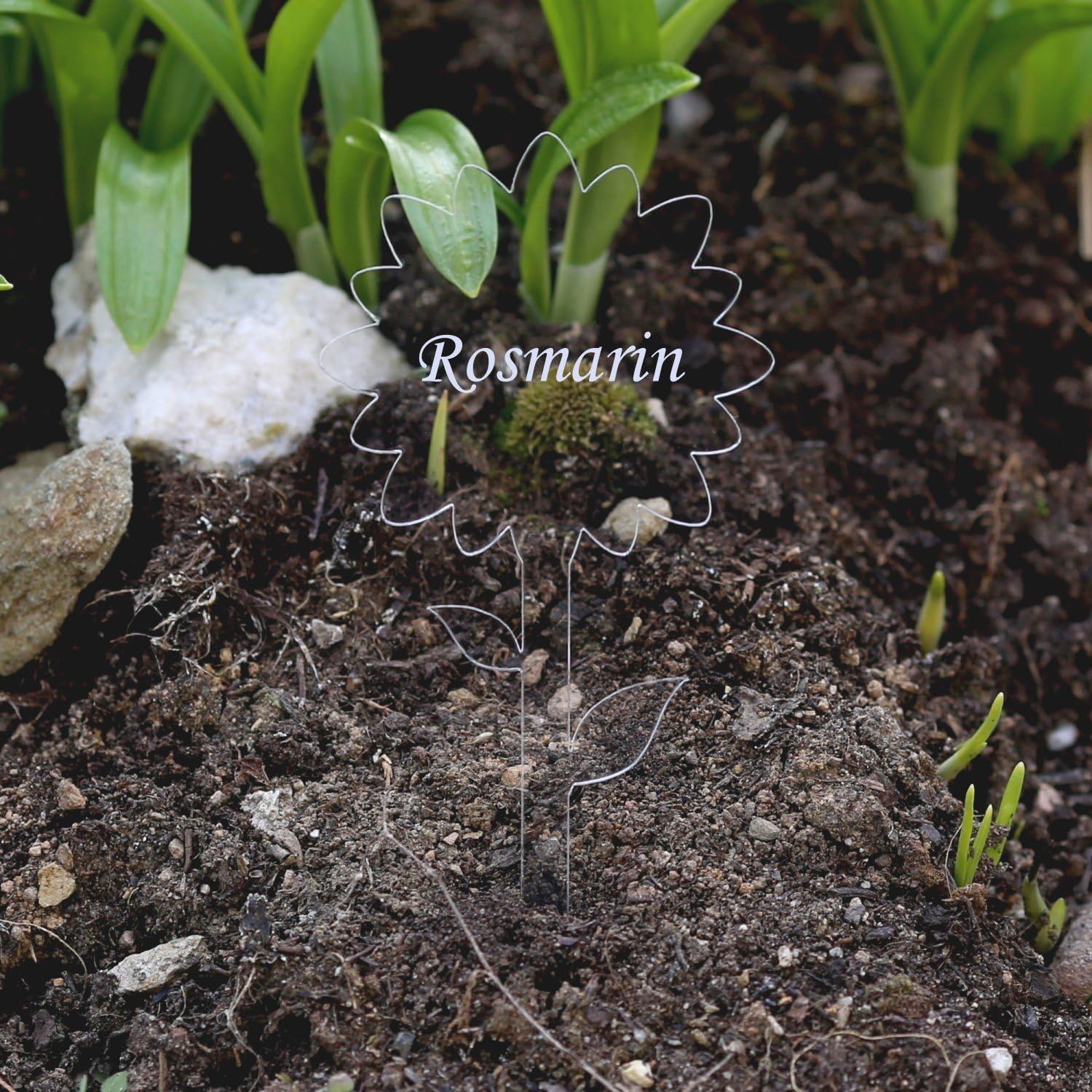 Bütic GmbH - Placa de Cristal acrílico para Plantas, diseño de ...