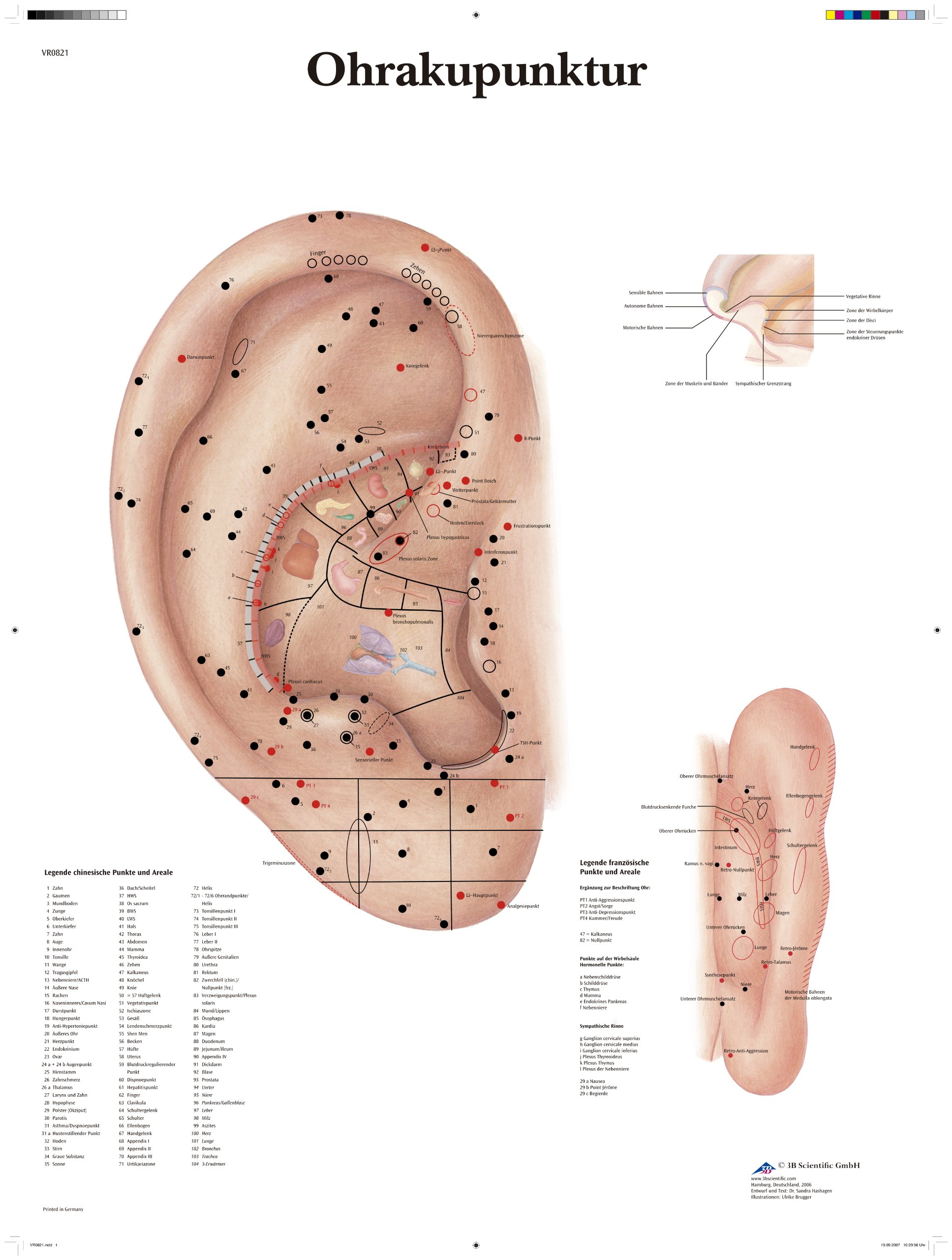 3B Scientific Ear Acupuncture Wall Chart
