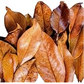 Carolina Milling Company Magnolia Leaf Litter, 30-35 Leaves | Premium, Whole, Natural, Organic