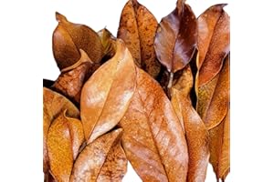 CAROLINA MILLING COMPANY Magnolia Leaf Litter, 30-35 Premium Whole Natural Organic Hand Picked Leaves for Bioactive Enclosures, Reptiles, Amphibians