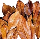 Magnolia Leaf Litter, 30-35 Premium Whole Natural