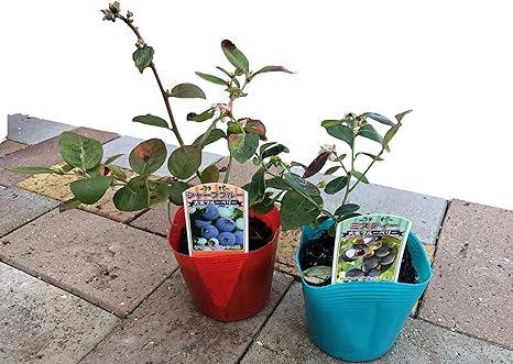 Amazon ブルーベリー苗 サザンハイブッシュ系 品種おまかせmix ２ポットセット サザンハイブッシュ系 2 花 観葉植物 フラワーギフト オンライン通販