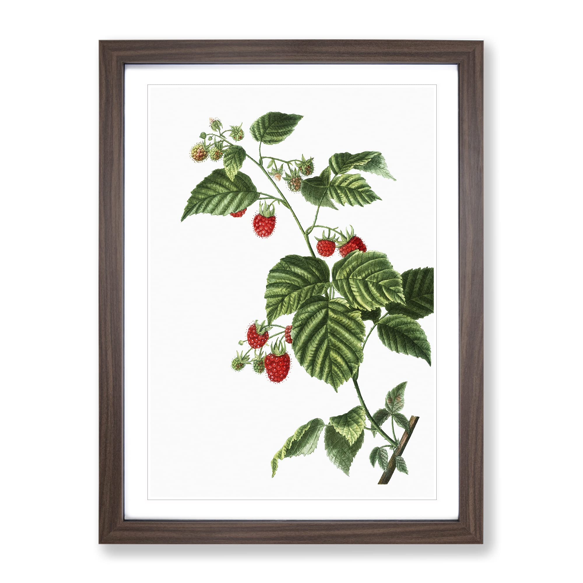 Rasberry Plant By Pierre Joseph Redoute Vintage Framed Wall Art Print, Ready to Hang Picture for Living Room Bedroom Home Office Décor, Walnut A3 (34 x 46 cm)