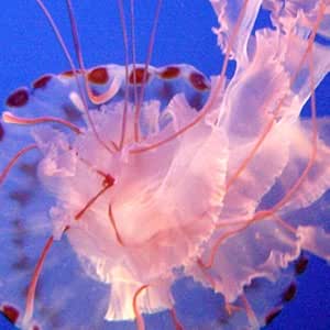 how to cancel magazine subscription on kindle fire hd