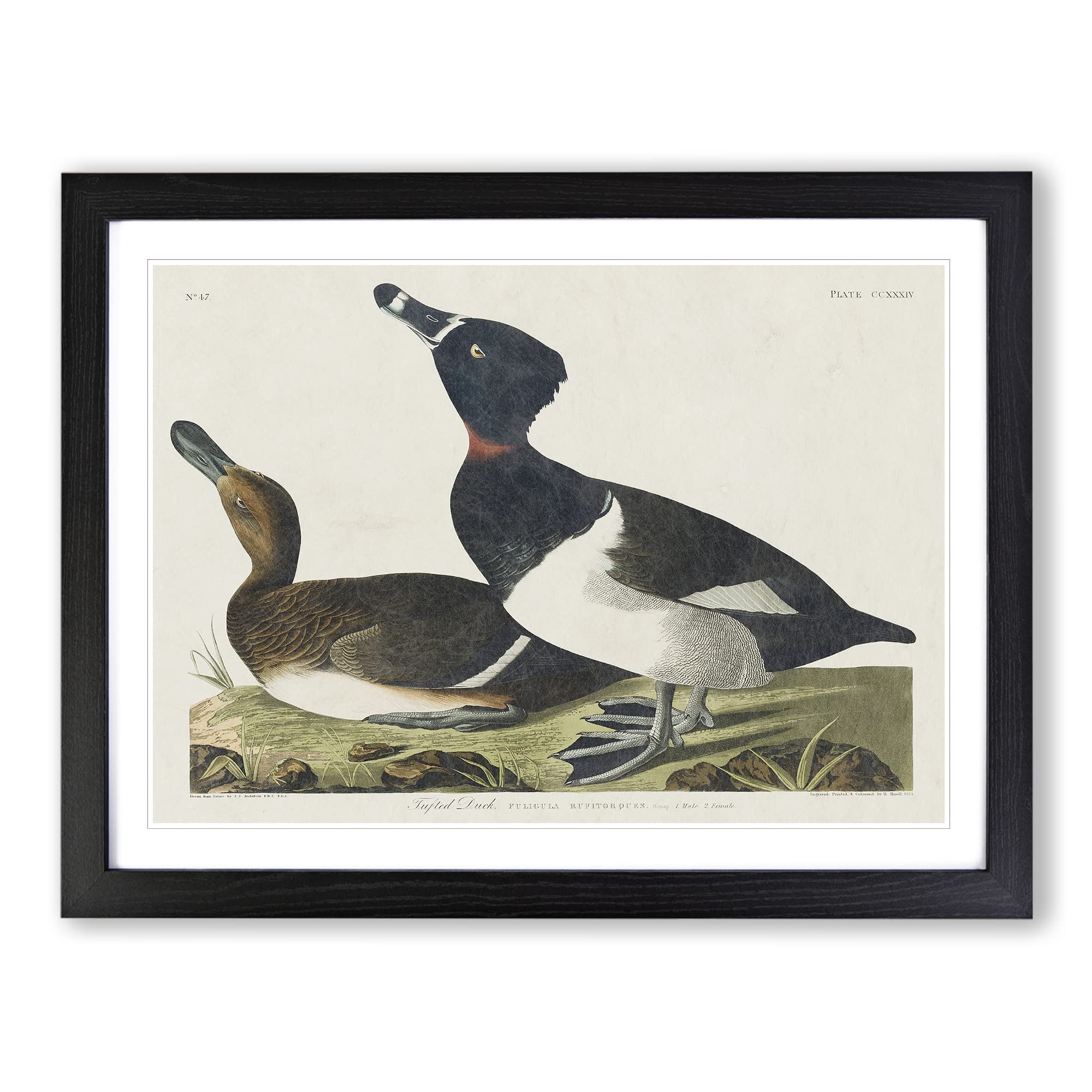 Ring Necked Ducks By John James Audubon Vintage Framed Print | A4 Black Framed Wall Art | Ready to Hang | Classic Animal Picture | Living Room Bedroom Lounge Office
