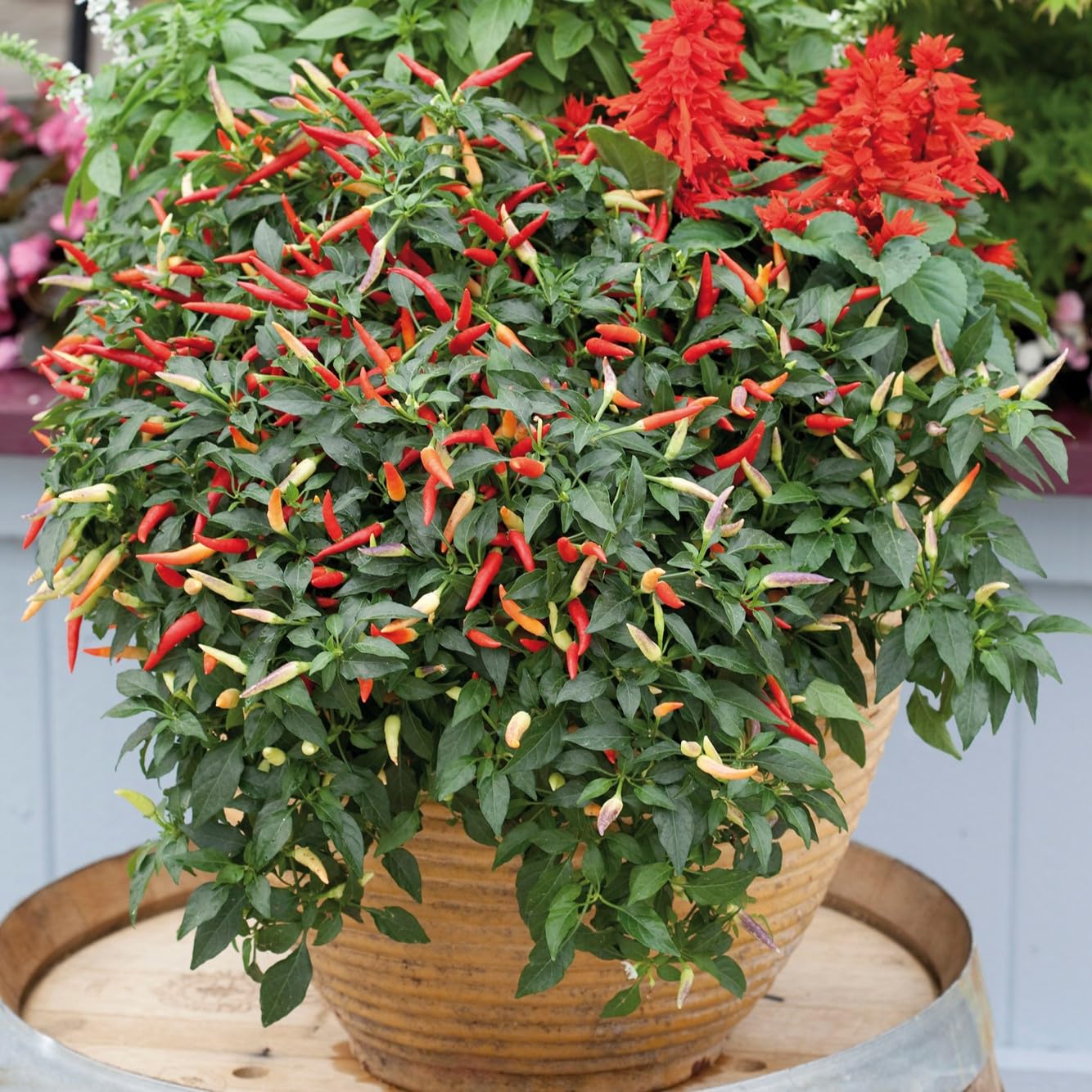 PREMIER SEEDS DIRECT - HOT Chilli Pepper - Basket of FIRE F1-8 Finest Seeds