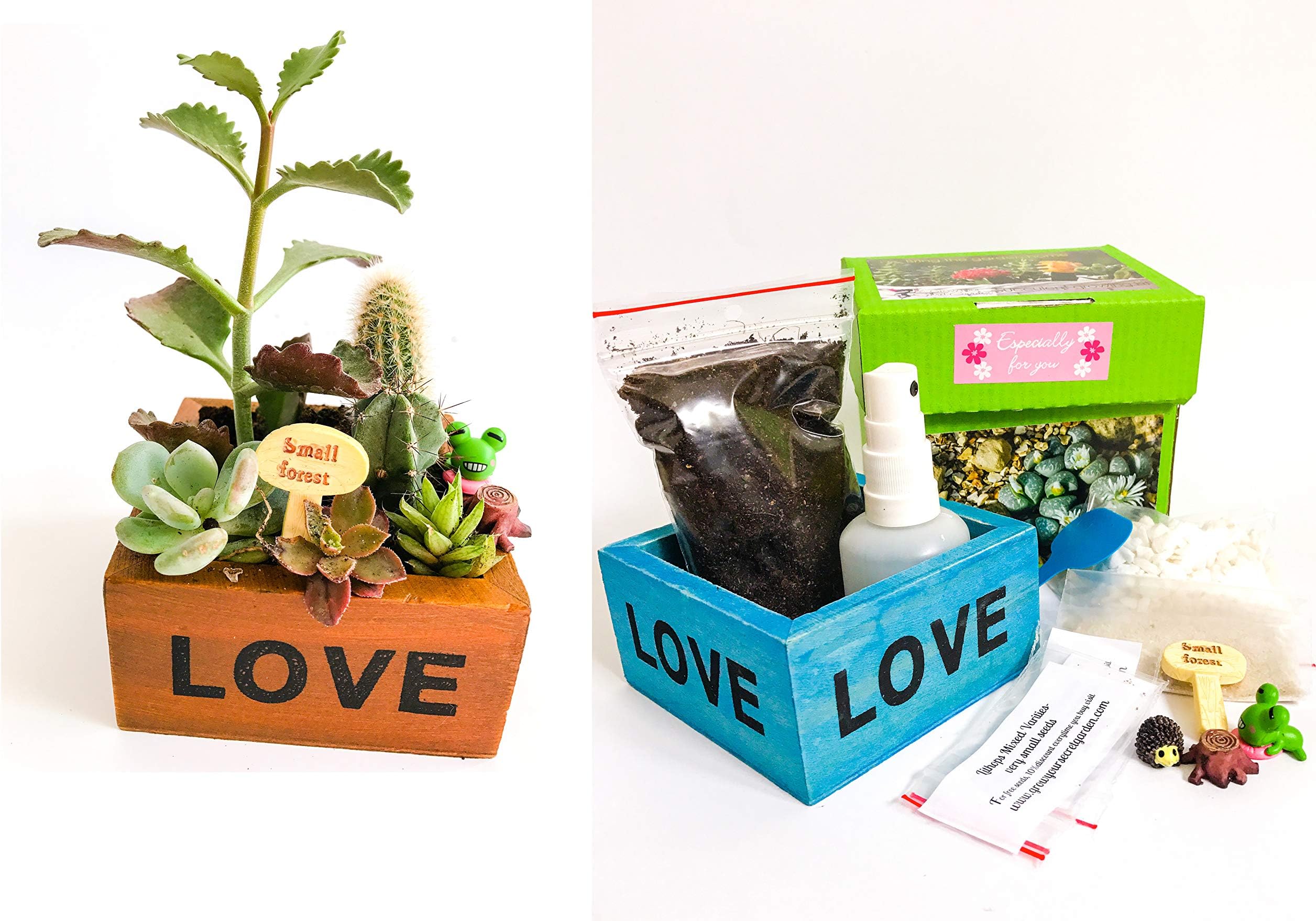 Succulent and Cactus Growing Kit, Unique Gift, Indoor Garden (Echeveria, Cactus- 0ver 20 Varieties)