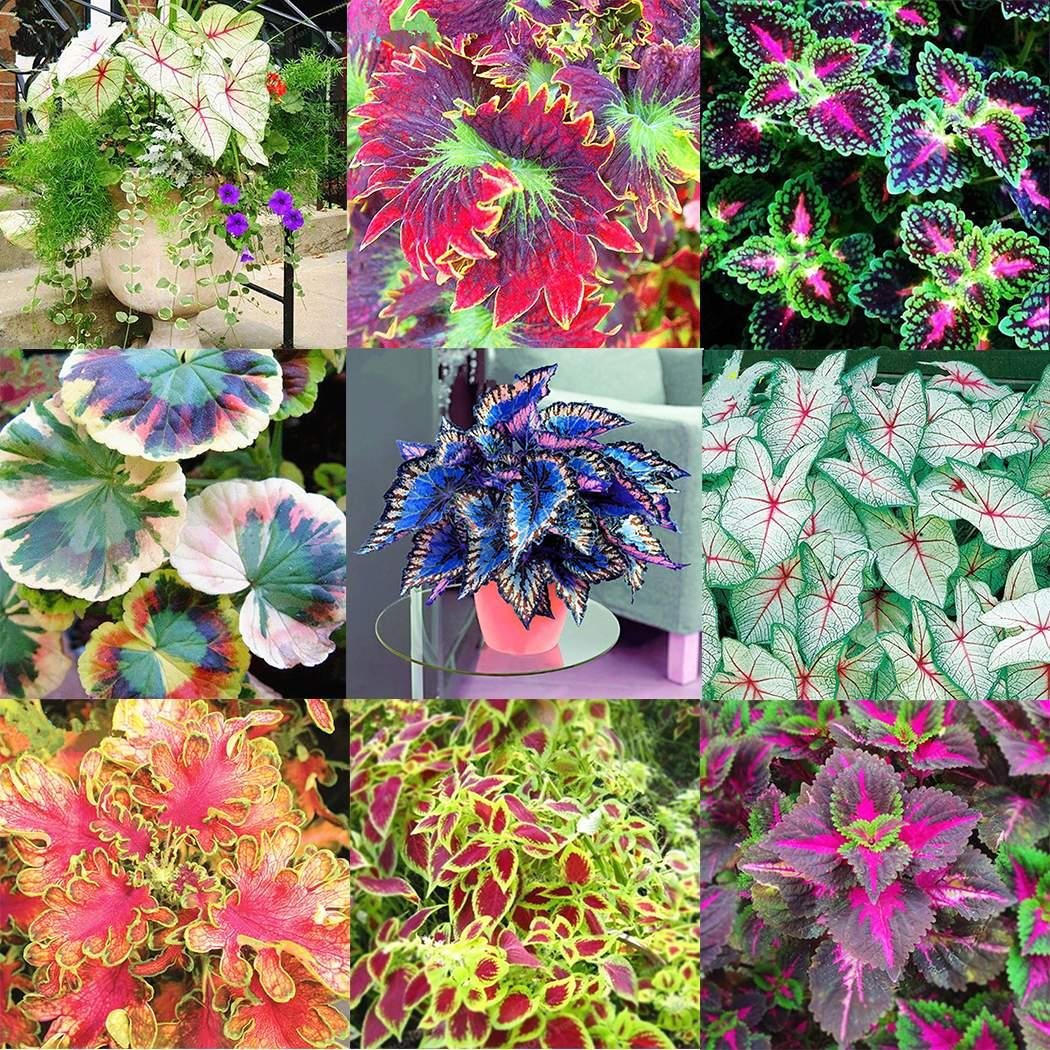 Idomeo 100pcs/Bag Coleus Seeds Bonsai Flower Leaf Plants Rainbow Dragon Seeds Garden Flowers