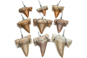 KALIFANO Authentic Fossilized Prehistoric Mini Wire Wrapped Shark Teeth (9 Pack) from Morocco - Lot Shark Tooth for Fossil Collections and Bulk Jewelry Making (Information Card Included)