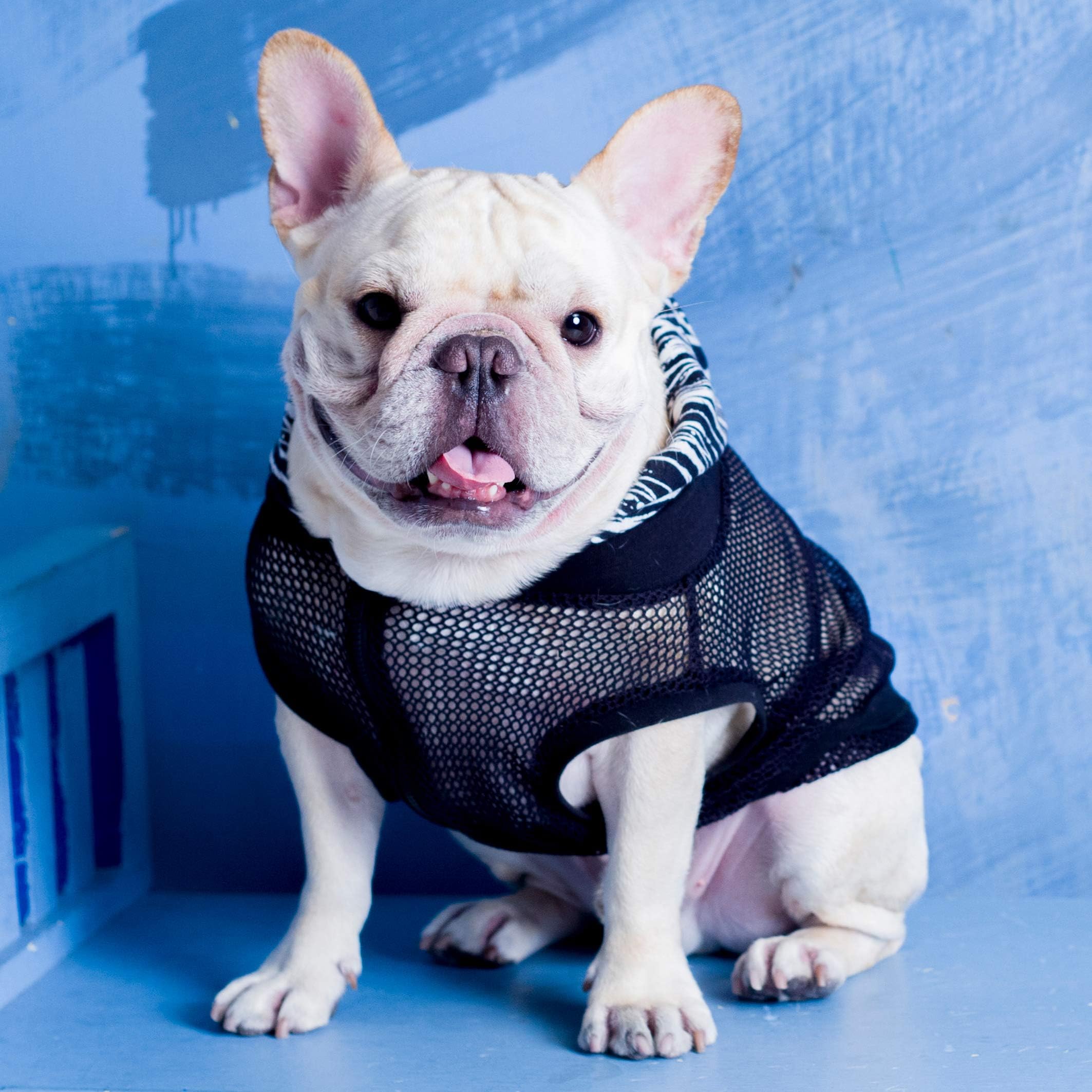 French Bulldog Clothing Sexy Black Mesh Vest for Pug pet wear Top Frenchic Handmade NOT Include Other Accessary