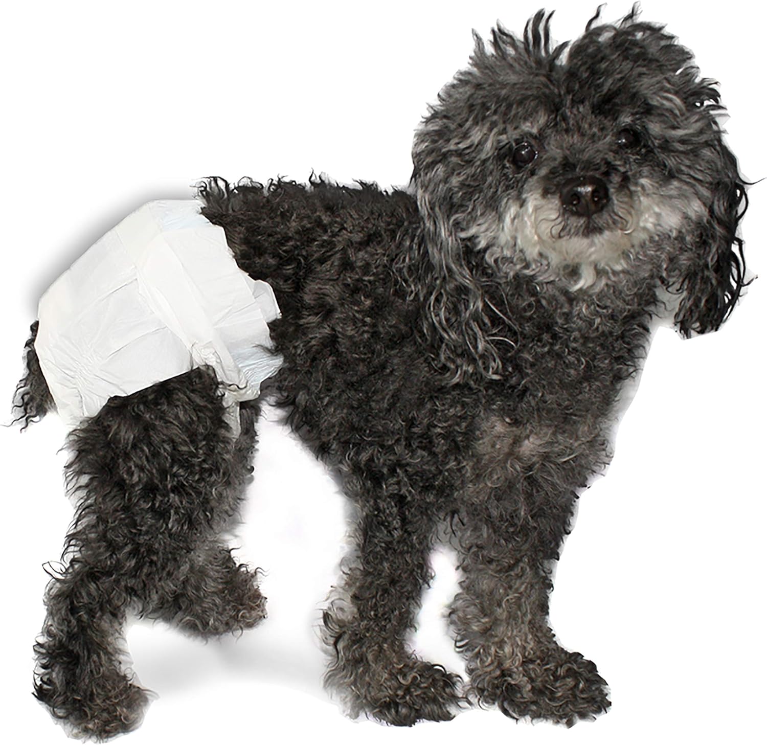 senior dog diapers