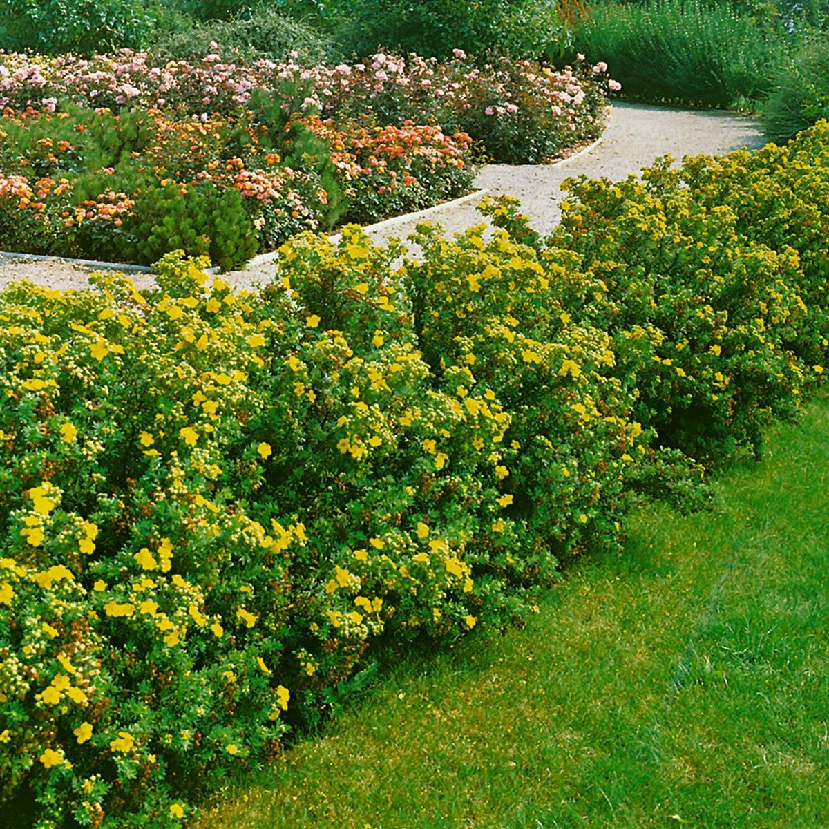 Fünffingerstrauch Klondyke - Gelb Blühender Kleinstrauch 30 Cm Im 3L Topf