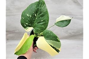 Monstera Thai Constellation Variegated,Monstera Deliciosa Thai Constellation Live Rare Houseplants All Plants are Fully Rooted Plants in 3 inch Pot by 3exoticgreen