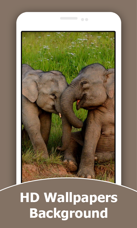 Wild Animals Cub HD Wallpapers - Thumbnail 5