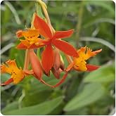 Poor Mans Reed Stemmed - Terrestrial Ground Orchid -Epidendrum radicans - Live Tropical Plant - Orange Flower - 8-10 inches Tall - 4 Inch Pot