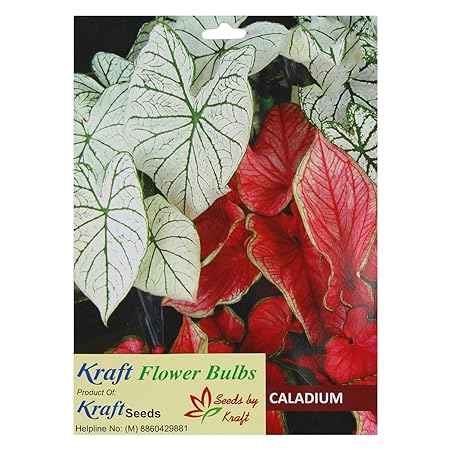 Caladium Flower Bulbs (Pack of 5) by Kraft Seeds