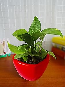 Rolling Nature Good Luck Air Purifying Money Plant in Red Heart Ceramic Pot