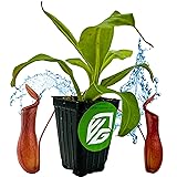 Alata Pitcher Plant - Nepenthes Live Carnivorous