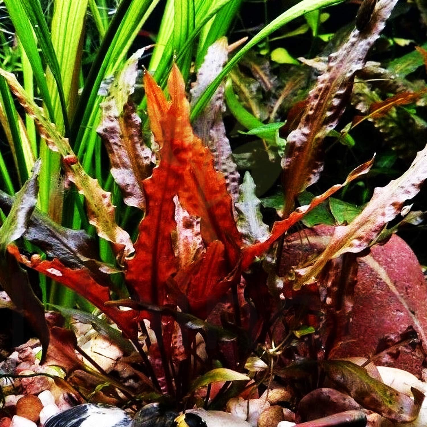 red aquarium plants