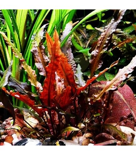Amazon.com: Greenpro (3 Pack Cryptocoryne Parva Nano) Live