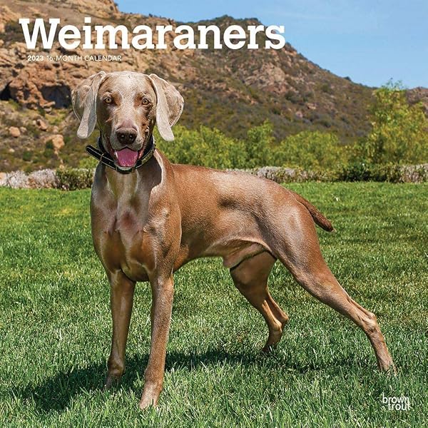 Amazon.com: William Wegman Big and Little 2023 Wall Calendar:  9781419762185: Wegman, William: Books