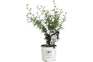 PROVEN WINNERS 1 Gal. Pink Chiffon Rose of Sharon (Hibiscus) Live Shrub, Light Pink Flowers