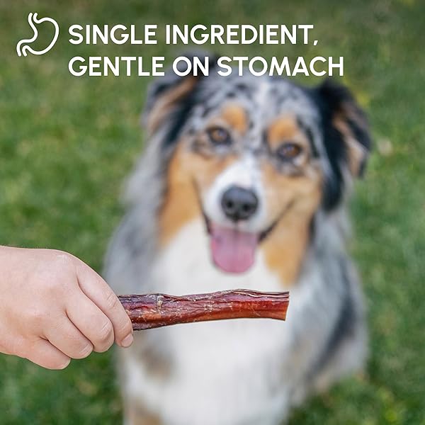 DOWNTOWN PET SUPPLY BULLY STICKS – 6″ REGULAR – 12 PACK -SOUTH AMERICA & TURKEY