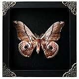 Real Framed Saturnia Pyra Moth Black Frame