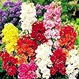 Dwarf Snapdragon Seed Mix 1000+ Seeds for Planting Indoors and Outdoors Low Height Dragon Flowers Dog's Mouth Lion's Mouth Toad's Mouth Antirrhinum