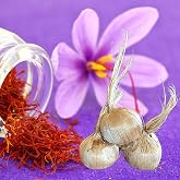 Saffron Crocus Flower Bulbs - Huge Bulbs, 9/10cm Each! Grow the World's Most Expensive Spice - 'Crocus Sativus' Bulbs from Hand Picked Nursery (10)